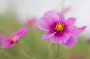 cosmos.jpg
